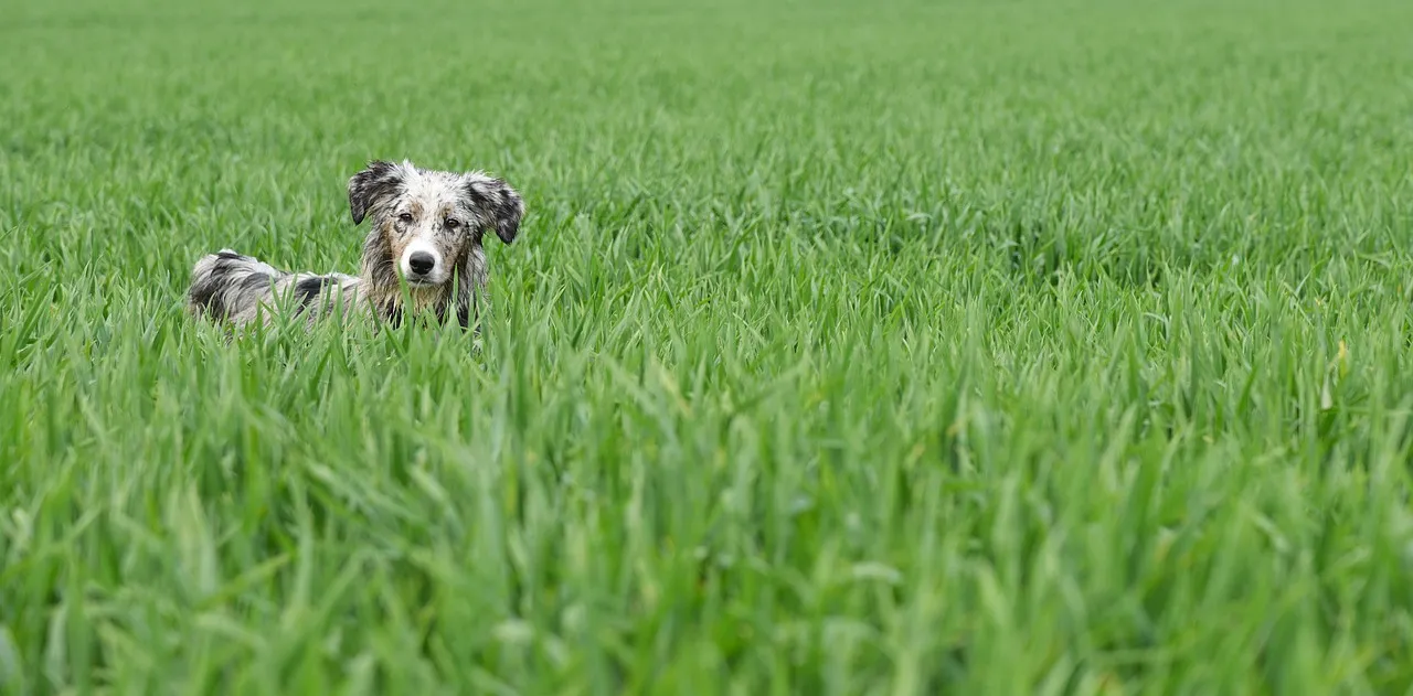 Mannered Mutts Dog Training