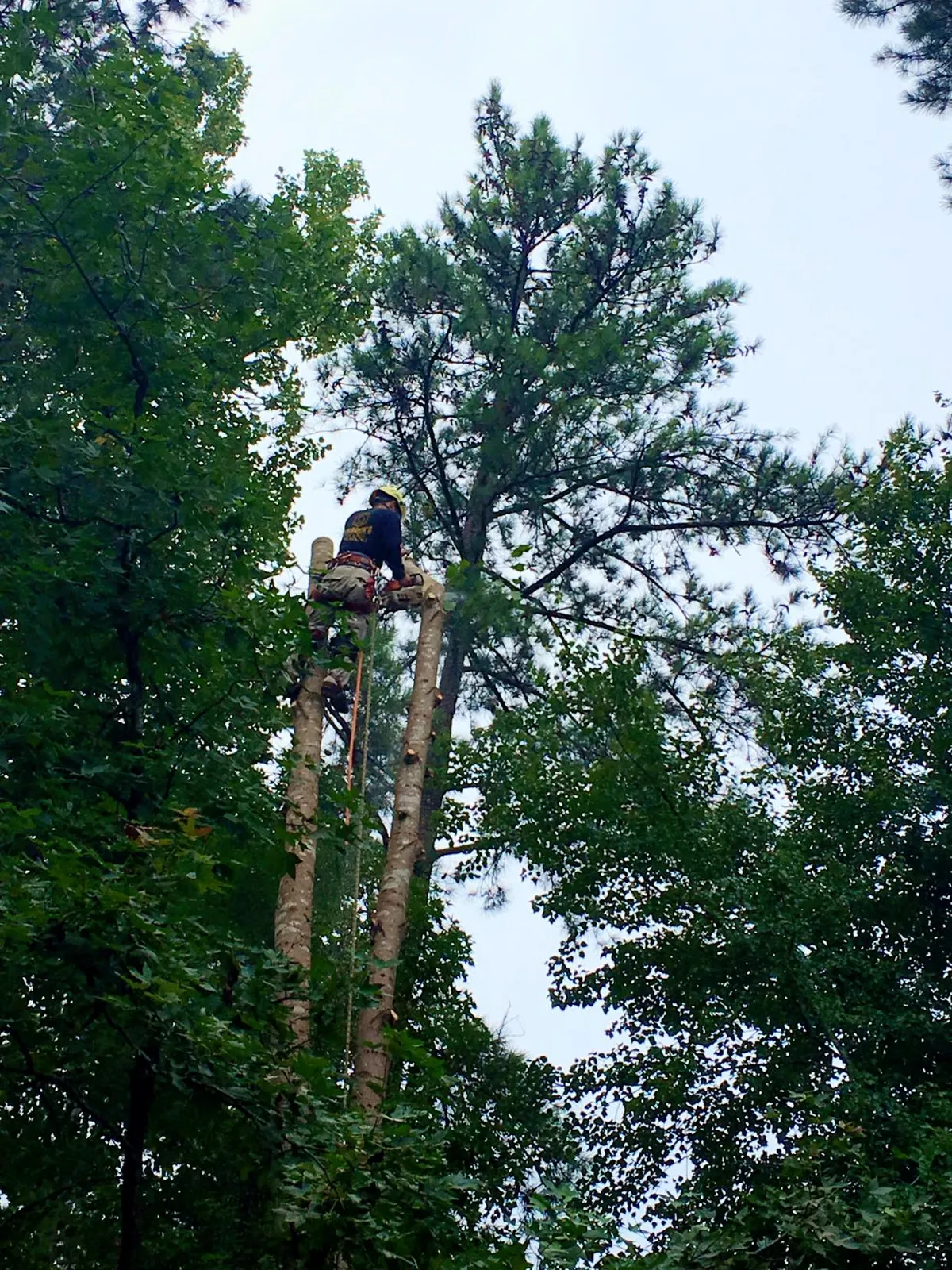 Salomon's Tree Service