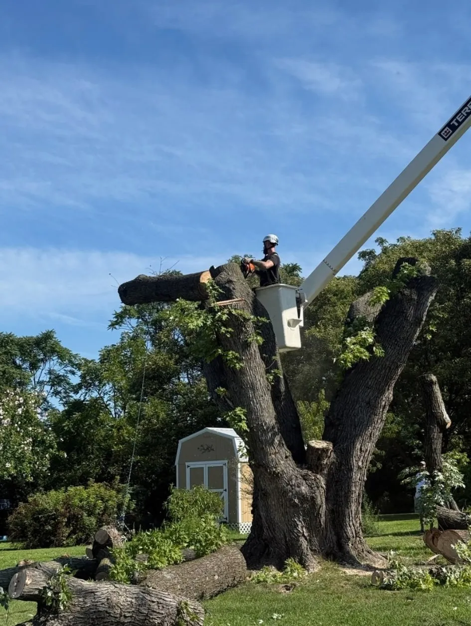 Mother Nature Tree Service