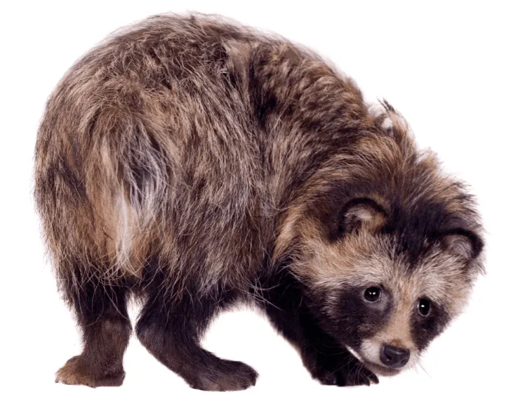 Rite Way Animal Removal