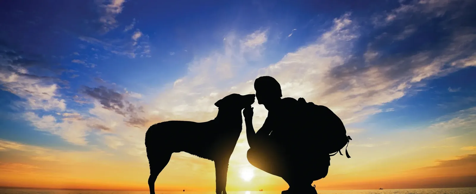 The Dog Way