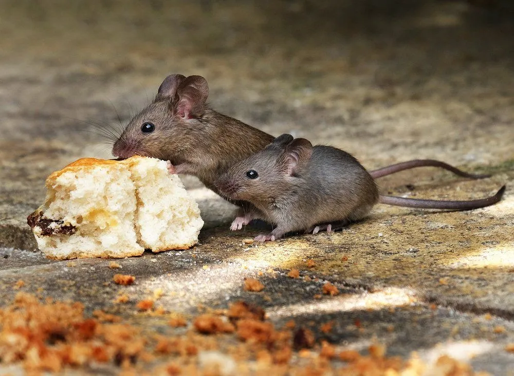 California Pest Control