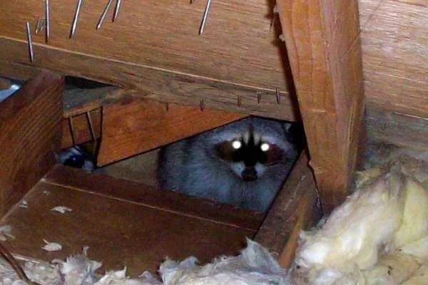 KRB Pest Control