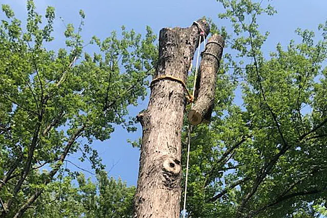 It's Gotta Go Tree Service