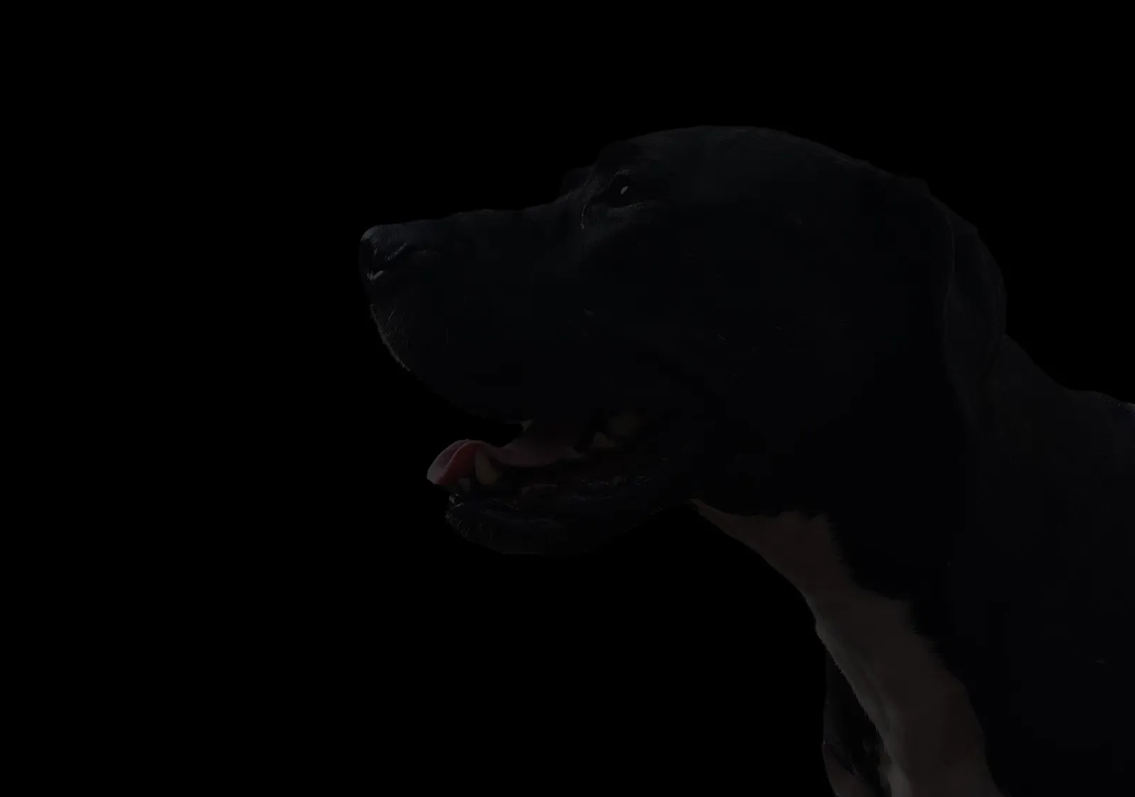 Black Dog Behavior and Training