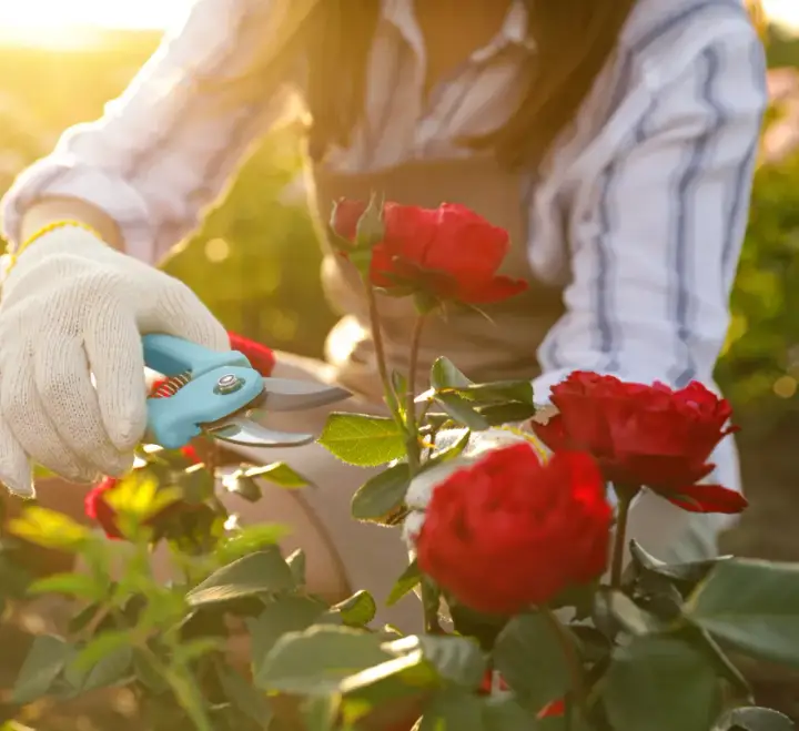 Witherspoon Rose Culture