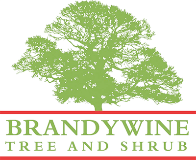 Brandywine Tree & Shrub logo