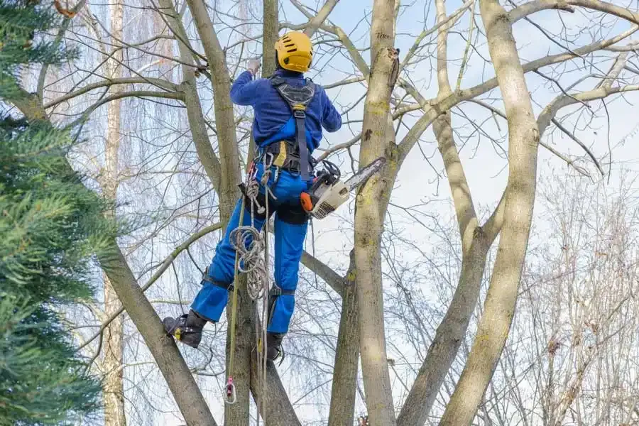 Carlos Tree Service of Mount Vernon
