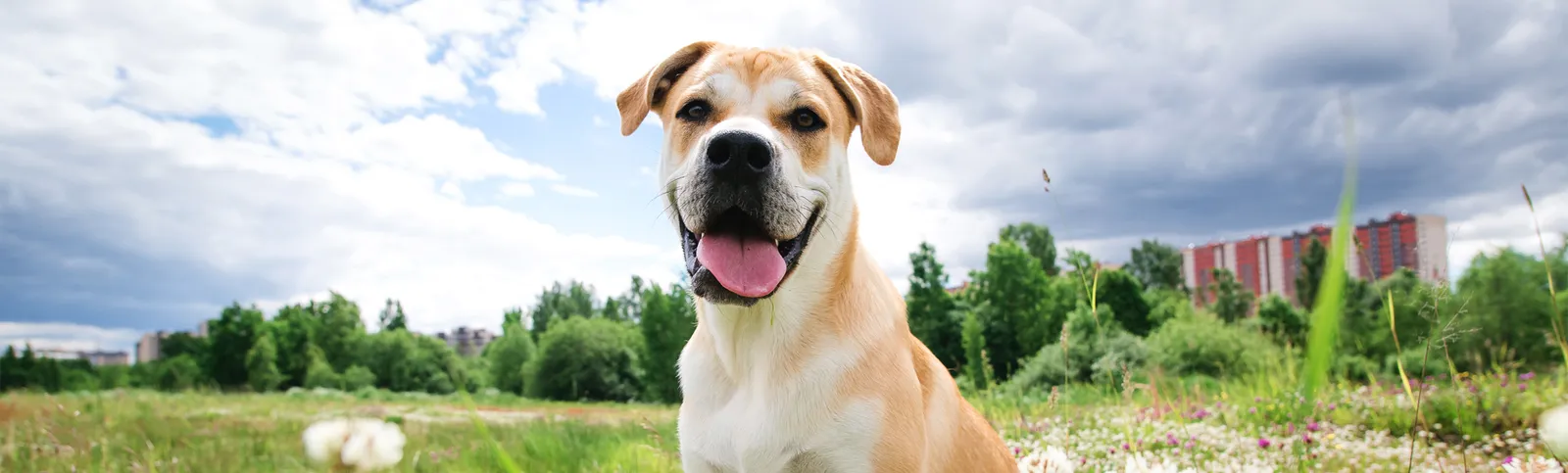 Animal Medical Center of Livermore