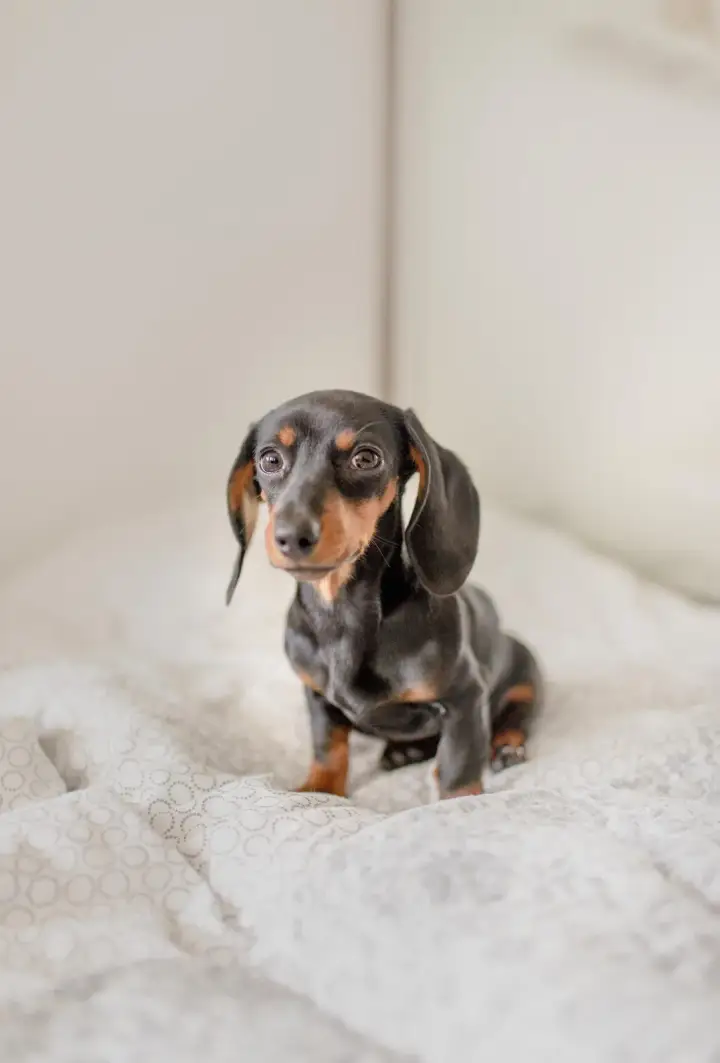 South Valley Animal Clinic