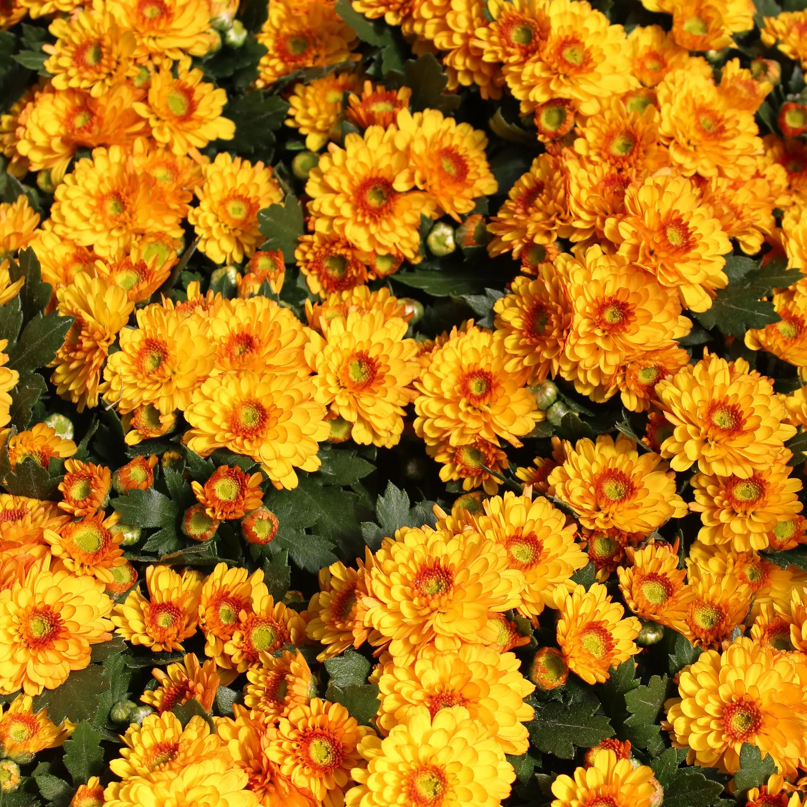 Osuna Nursery
