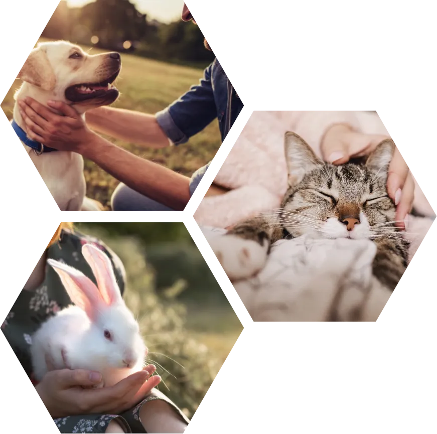 Northview Animal Hospital