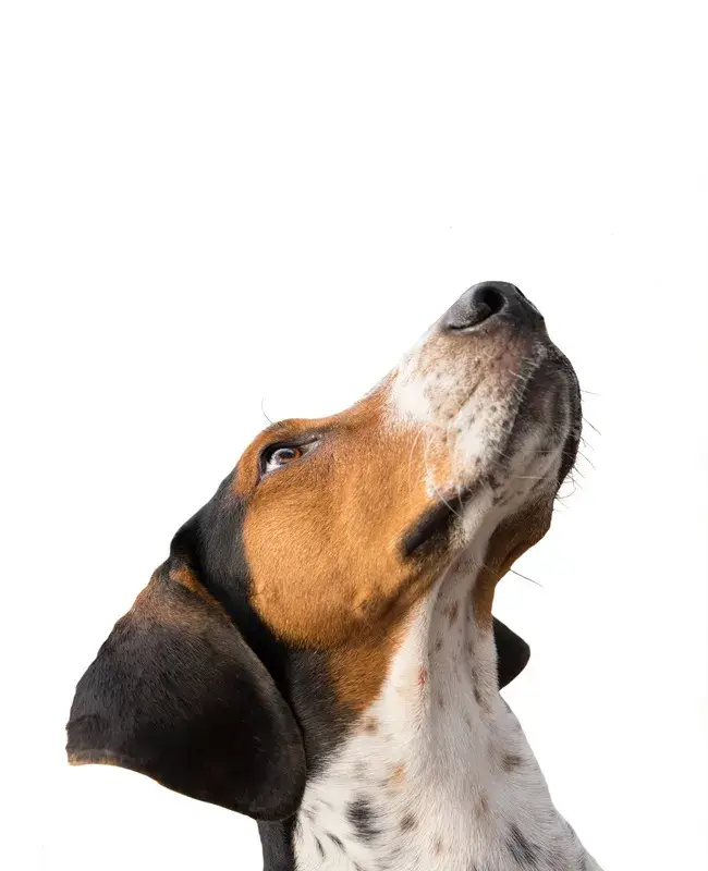 Orchid Springs Animal Hospital