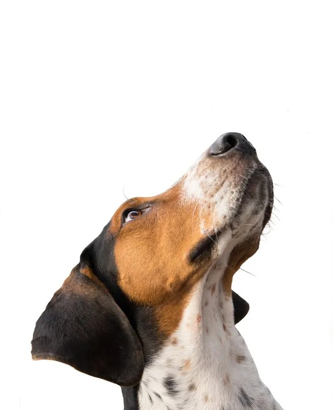 Orchid Springs Animal Hospital