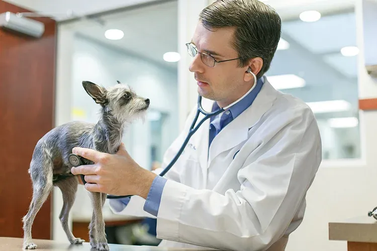 Veterinary Healthcare Associates