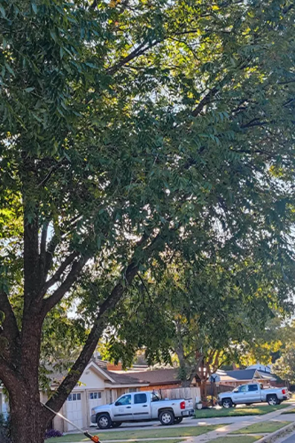 Flocy Tree Service LLC