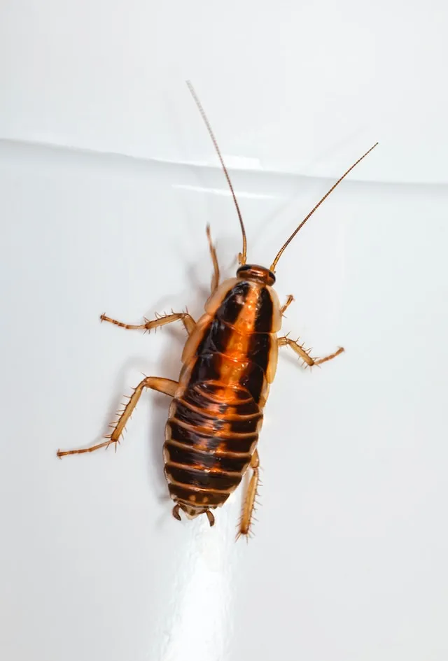 Killian Pest Control