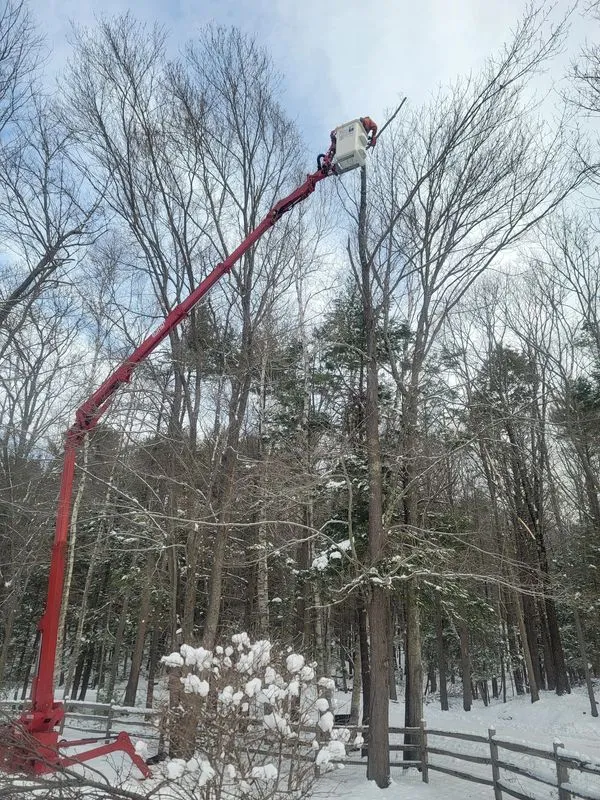 Frost Tree Services