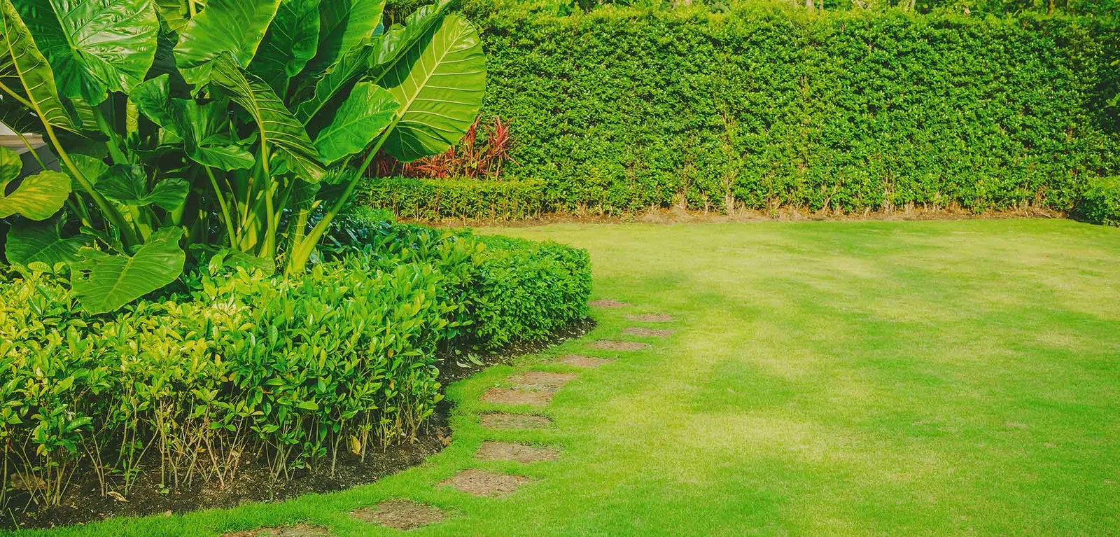 Evergreen Lawn & Tree Care