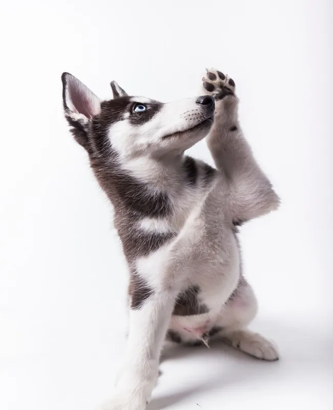 Burnsville Parkway Animal Hospital