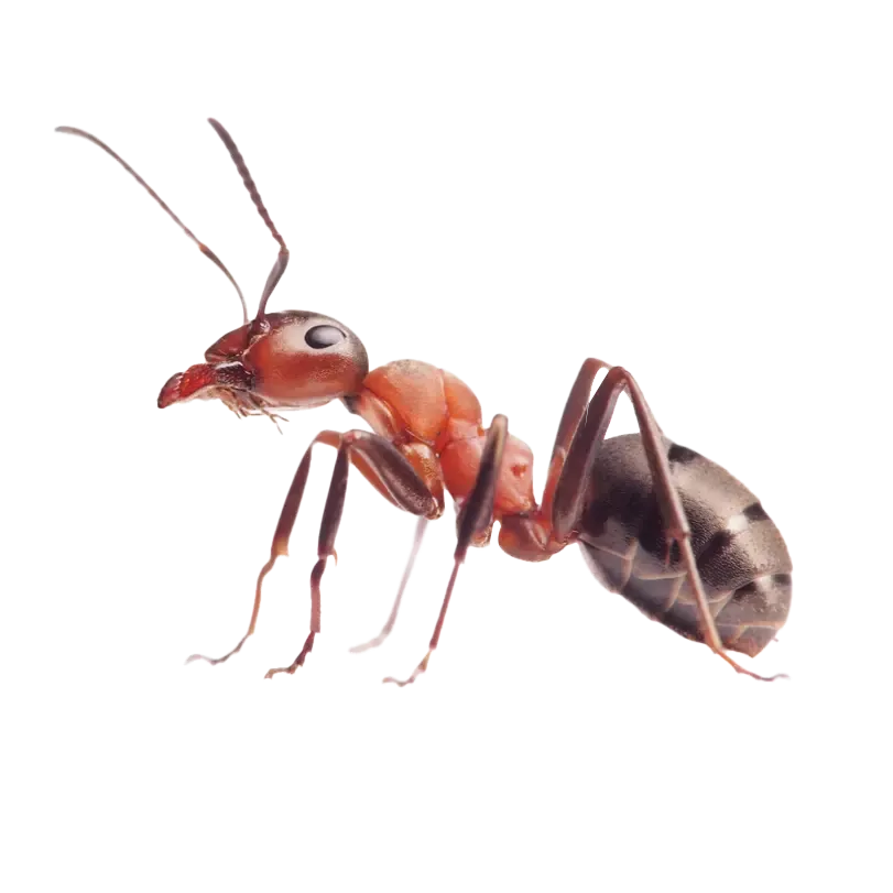 Pointe Pest Control