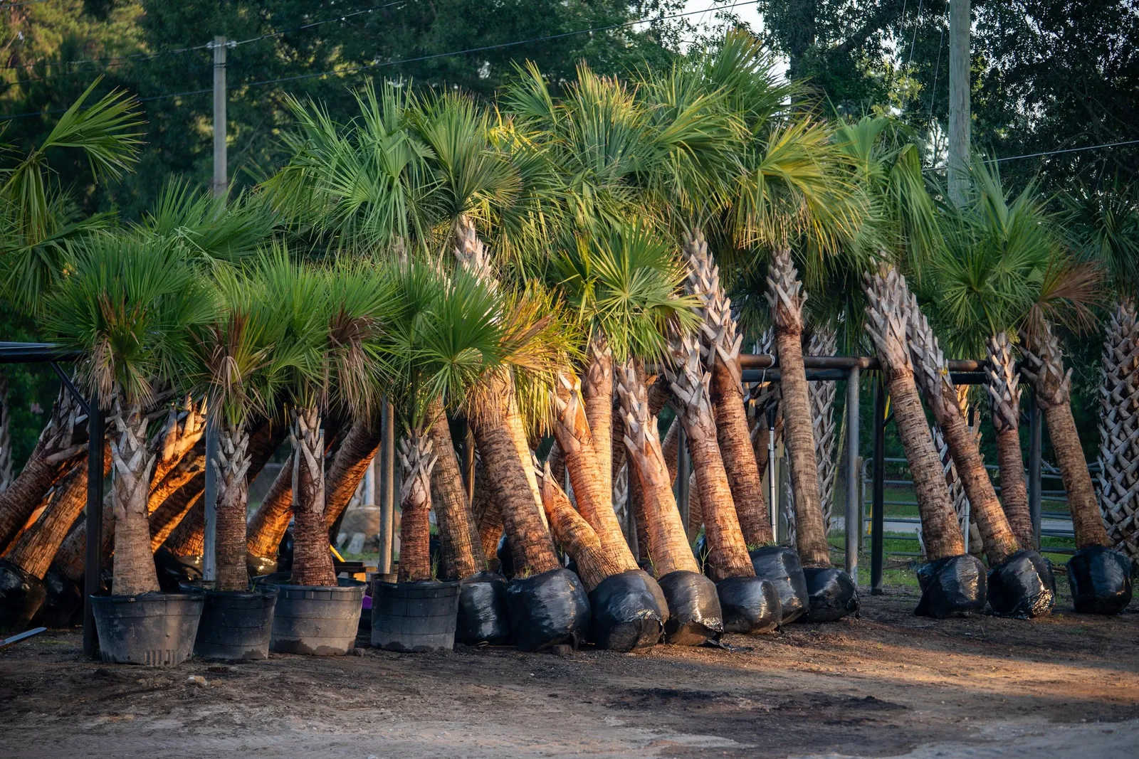 Matthew Ward Landscaping & Nursery