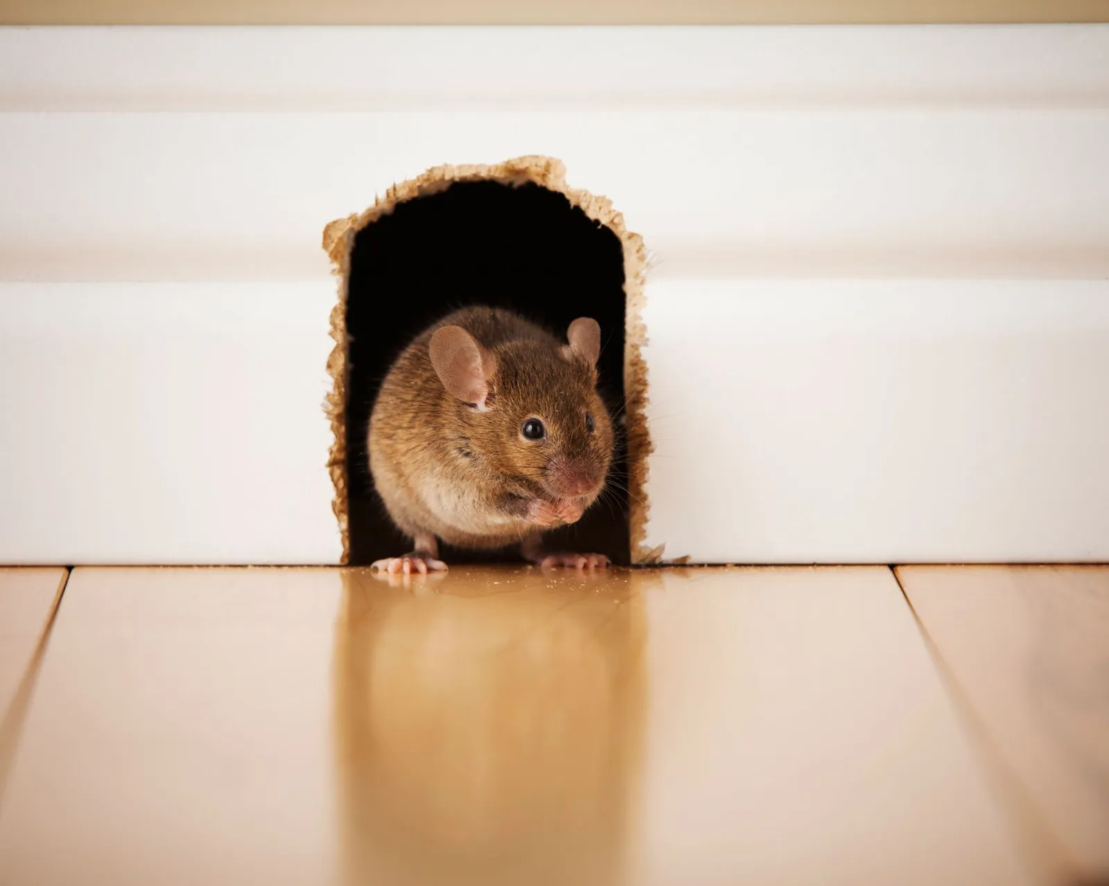 New-Tec Pest Management Inc