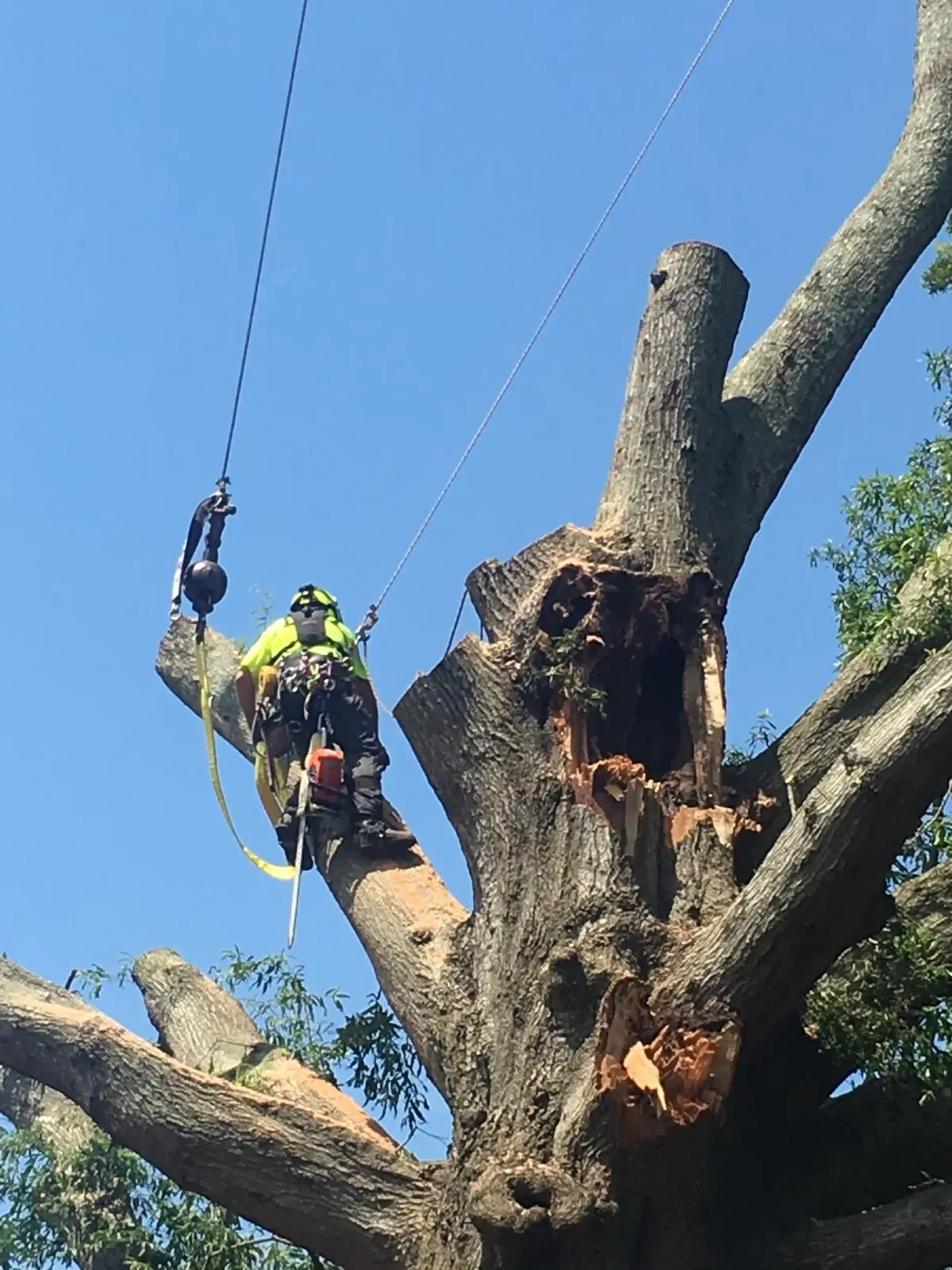 A Atlantic Tree Service