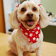 Serenity4pets logo