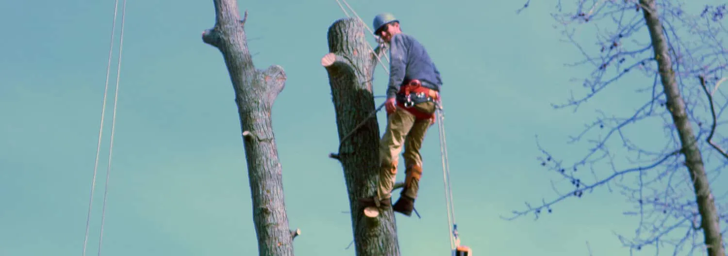 The Whole 9 Tree Service