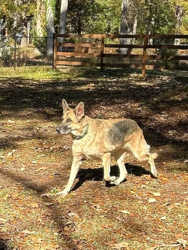 CHALQUEST KENNELS