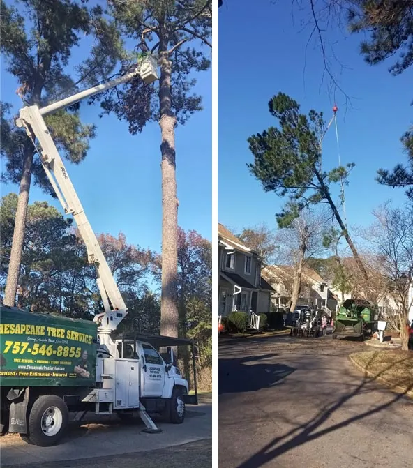 Chesapeake Tree Service