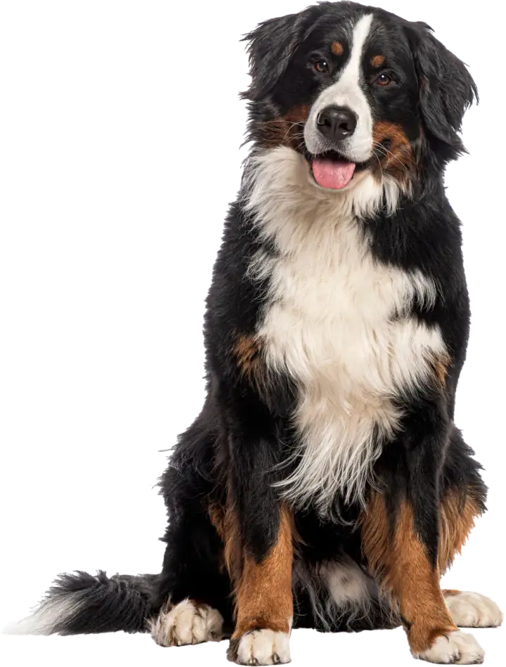 Rothman Animal Hospital