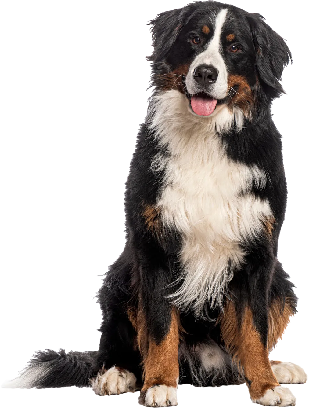 Rothman Animal Hospital