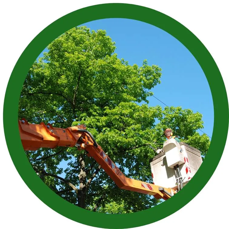 Top Notch Tree Service