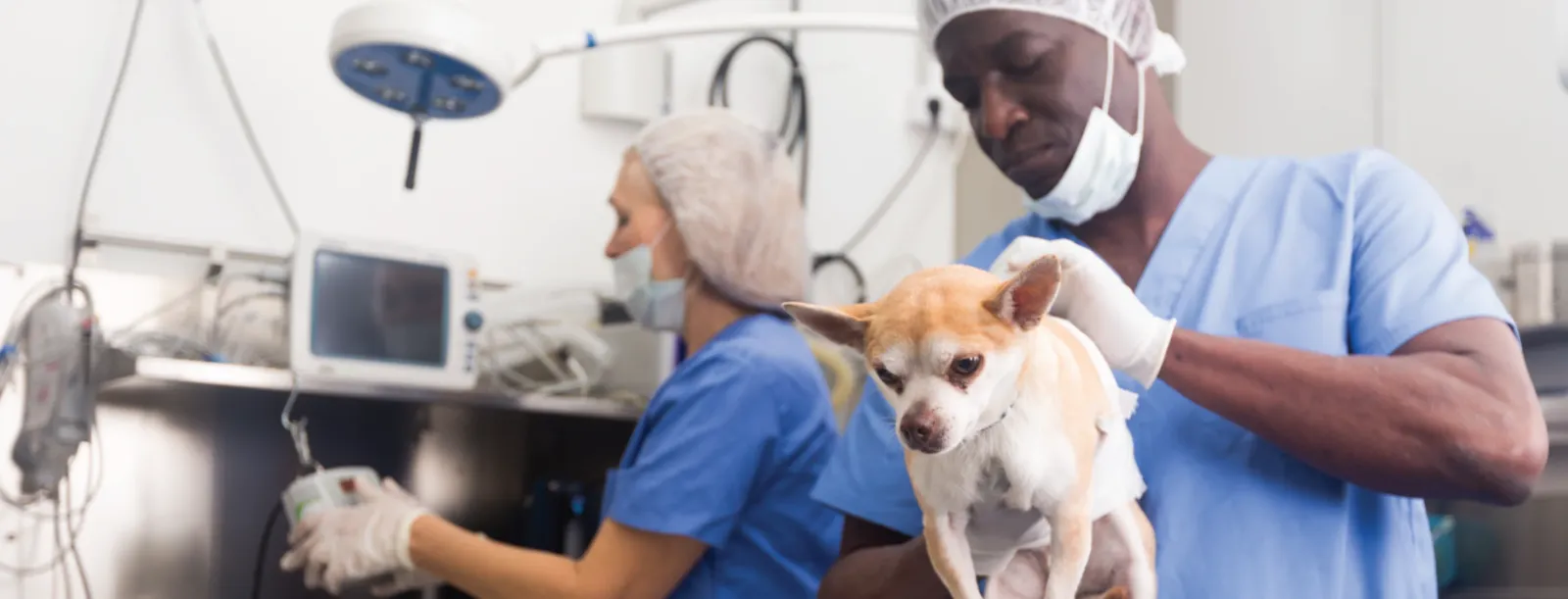 Alta Animal Hospital