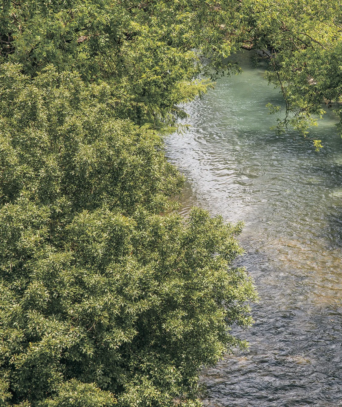 Canopy on the Comal