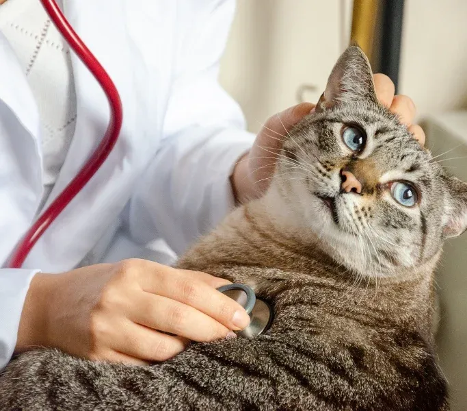 Headwaters Veterinary Center