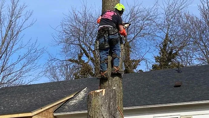 Tree Fell-ows & Stumps
