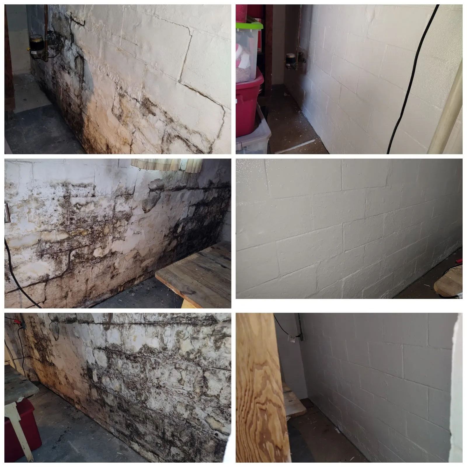 The Mold Man, LLC