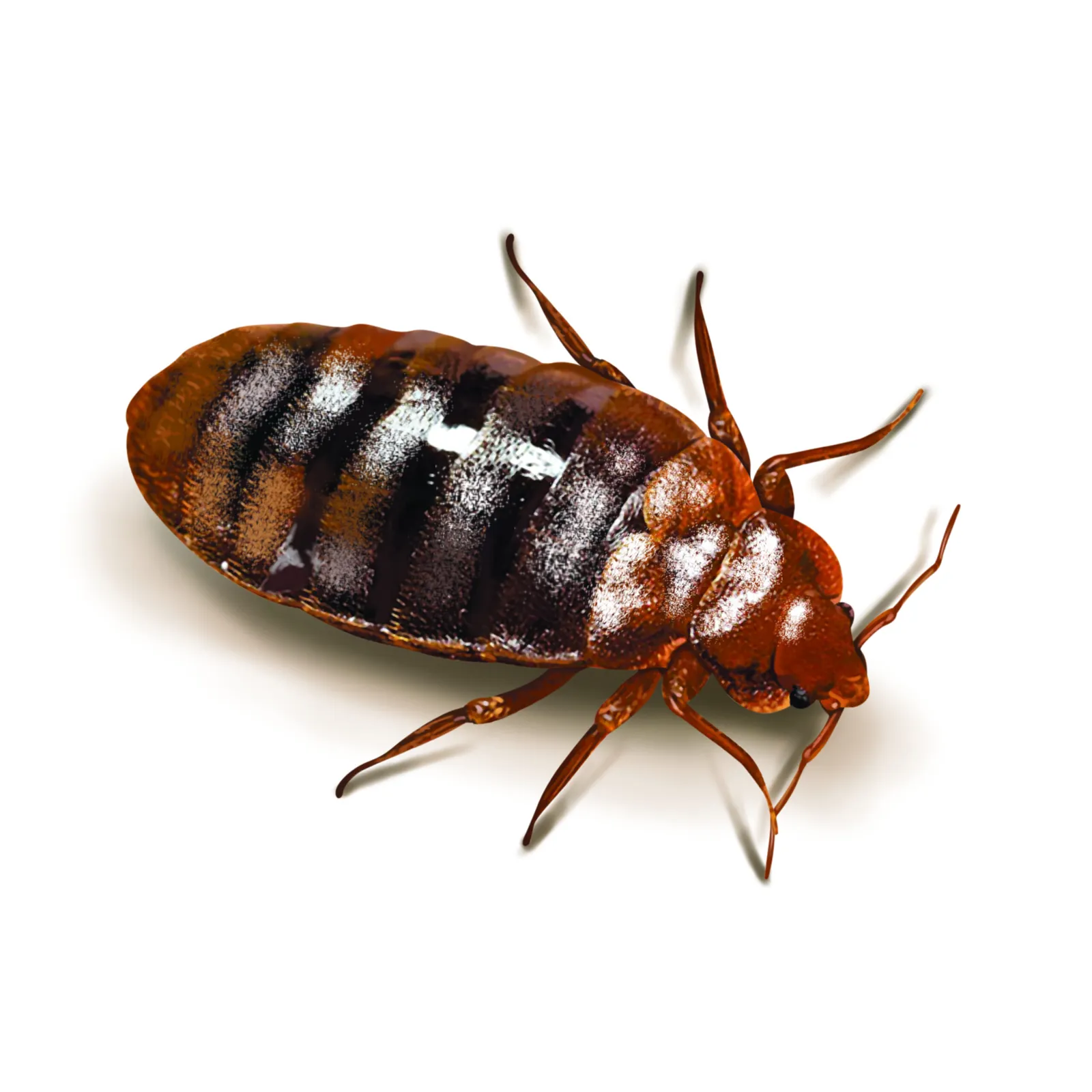 Essential Pest