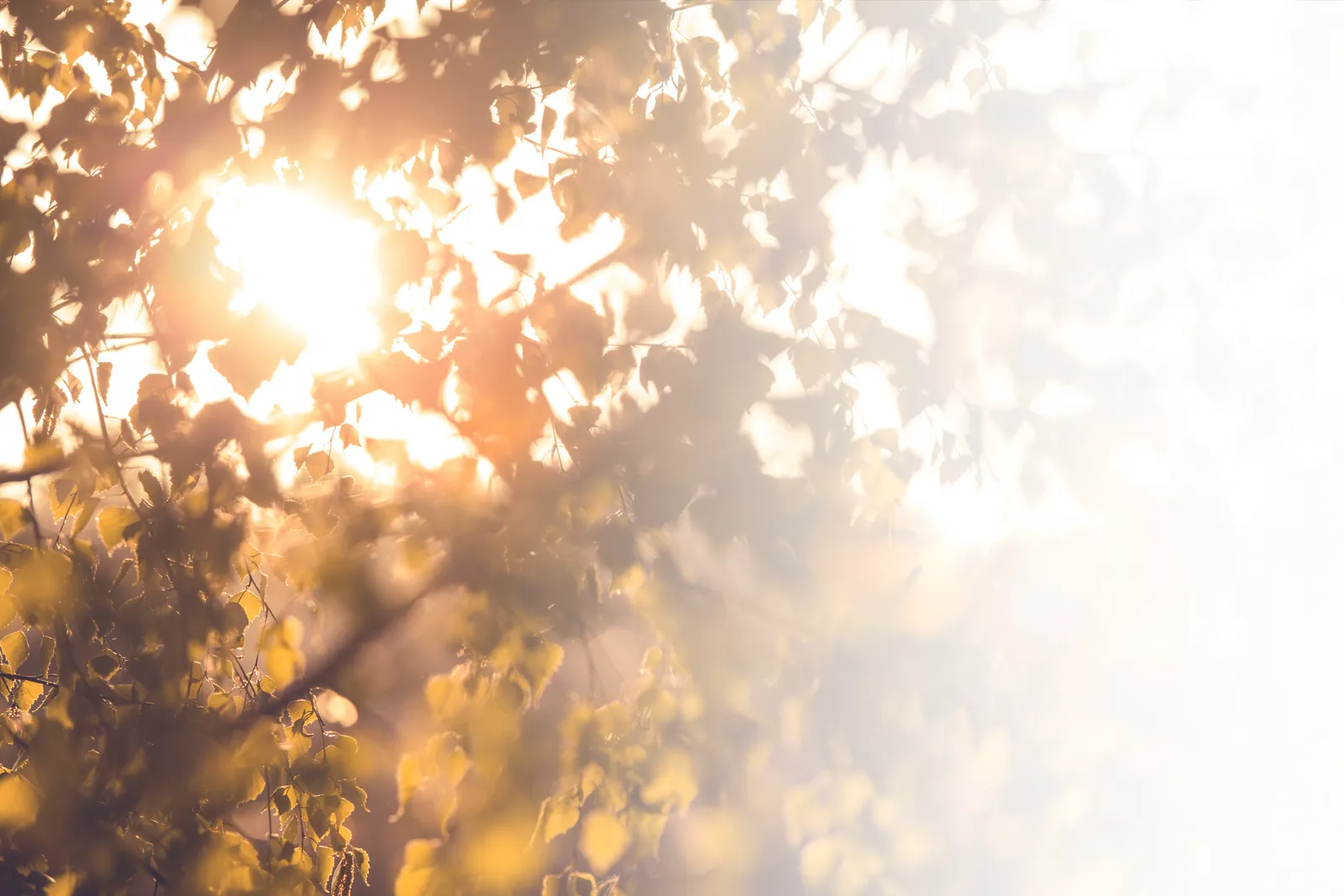 Rising Sun Counseling PLLC