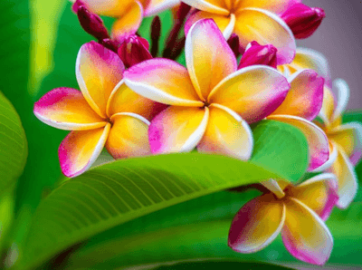 602Flowers logo