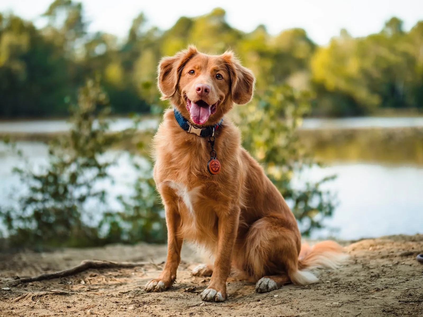 StressLess Dog Care