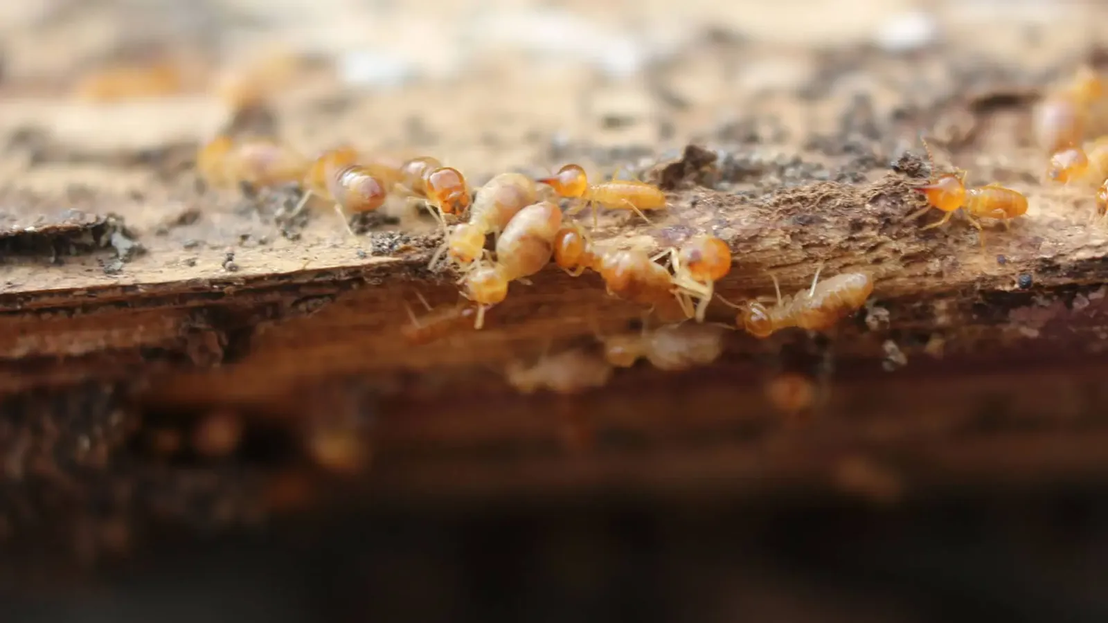 University Termite & Pest Control