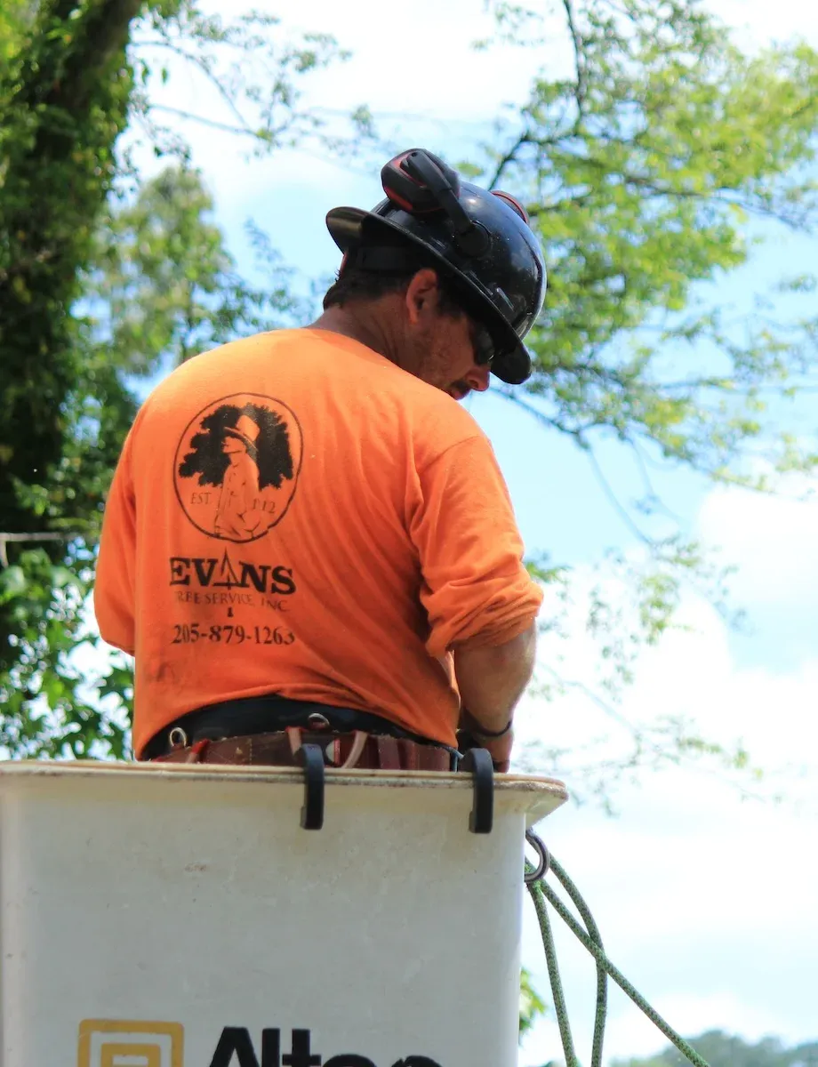 Evans Tree Service