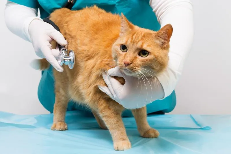 Angeles Animal Hospital