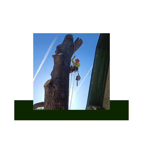 Lucas Tree Services