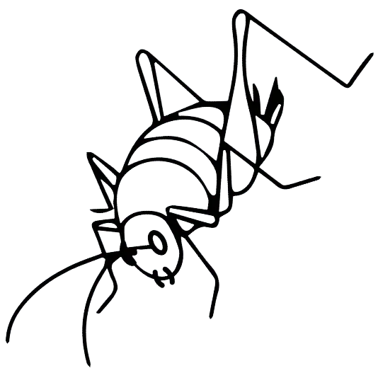 Optimum Pest Control