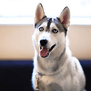 Professional Pups Dog Training LLC logo